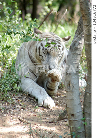 White Tiger Relaxing Peacefully in Zoo White Tiger Relaxing Peacefully in Zoo 134916772