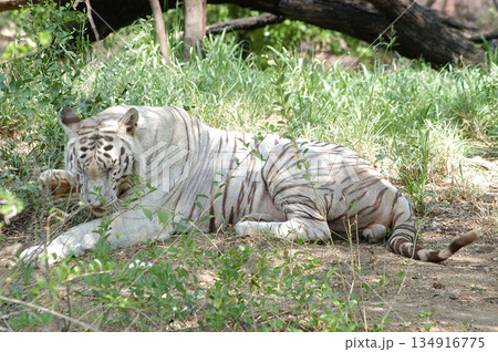 White Tiger Relaxing Peacefully in Zoo White Tiger Relaxing Peacefully in Zoo 134916775