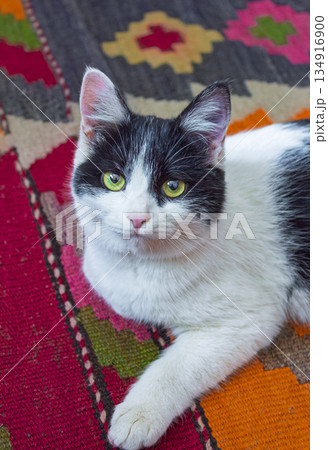 A very beautiful domestic kitten is lying on the carpet and looking at the camera 134916900