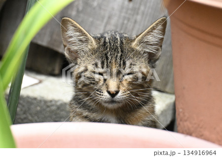 ばつが悪そうな顔のキジトラの子ねこ ばつが悪そうな顔のキジトラの子ねこ 134916964