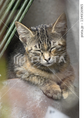 気持ちよく寝ているようなキジトラの子ねこ 気持ちよく寝ているようなキジトラの子ねこ 134916965