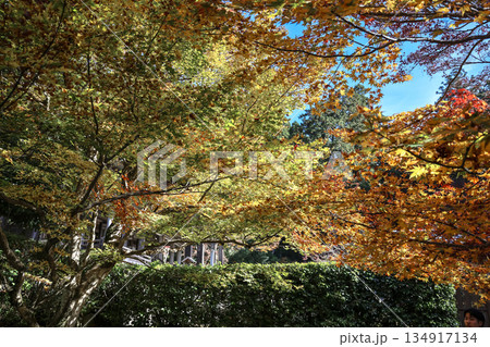 Nov 23 2025 Zen Garden at Hosen in Temple in Autumn 134917134