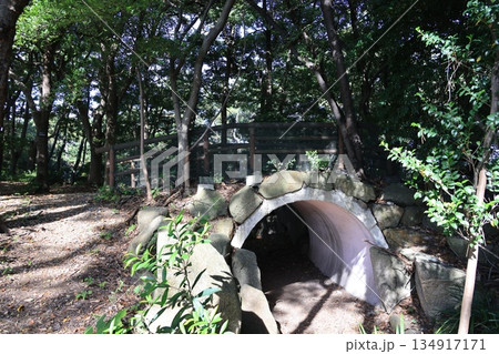 東京都江東区夢の島緑道公園の風景 東京都江東区夢の島緑道公園の風景 134917171