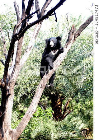 Black Asian Sloth Bear Climbs Up On Tree Black Asian Sloth Bear Climbs Up On Tree 134917473