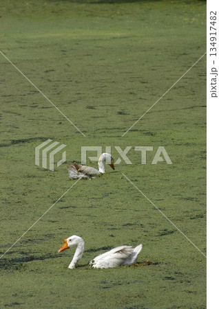 White Swan Bird Swims On Pond Water 134917482