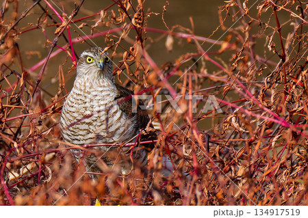 藪の中からこちらを見るハイタカ幼鳥 134917519