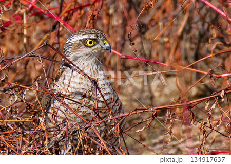 藪の中から獲物を探すハイタカ幼鳥 藪の中から獲物を探すハイタカ幼鳥 134917637