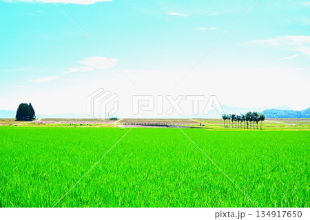 夏の池ヶ原田園のハサ木風景 夏の池ヶ原田園のハサ木風景 134917650