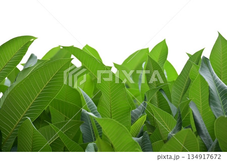beautiful green leaf texture in springtime, water drop on frangipani leaves beautiful green leaf texture in springtime, water drop on frangipani leaves 134917672