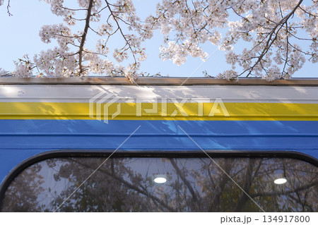 Cherry Blossoms Reflected in the Train Window Cherry Blossoms Reflected in the Train Window 134917800