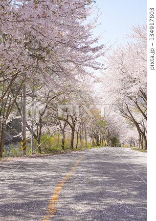 Empty Road with Cherry Blossom Tunnel in Spring Empty Road with Cherry Blossom Tunnel in Spring 134917803