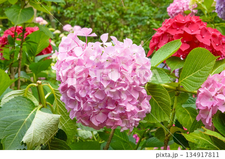 Vibrant Pink Summer Hydrangea Flowers Contrasted with Fresh Green Leaves Vibrant Pink Summer Hydrangea Flowers Contrasted with Fresh Green Leaves 134917811