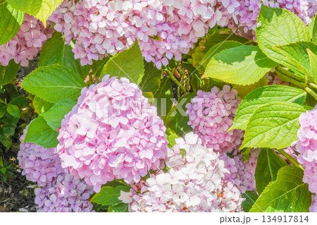 Vibrant Pink Summer Hydrangea Flowers Contrasted with Fresh Green Leaves Vibrant Pink Summer Hydrangea Flowers Contrasted with Fresh Green Leaves 134917814