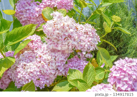 Vibrant Pink Summer Hydrangea Flowers Contrasted with Fresh Green Leaves Vibrant Pink Summer Hydrangea Flowers Contrasted with Fresh Green Leaves 134917815