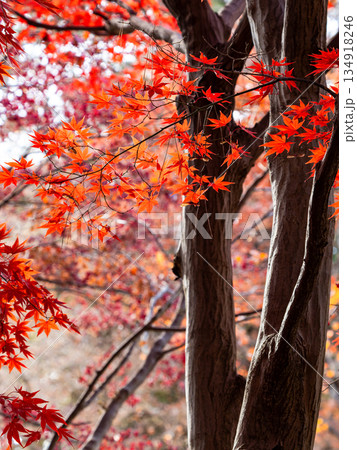 秋晴れに映える鮮やかに色づいた紅葉 秋晴れに映える鮮やかに色づいた紅葉 134918246