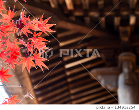 秋晴れに映える鮮やかに色づいた紅葉 134918254