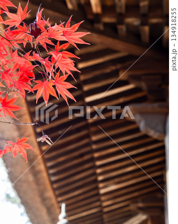 秋晴れに映える鮮やかに色づいた紅葉 秋晴れに映える鮮やかに色づいた紅葉 134918255