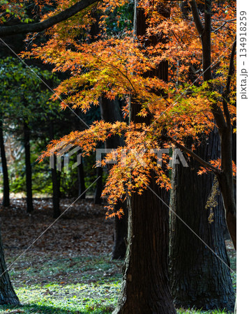 秋晴れに映える鮮やかに色づいた紅葉 秋晴れに映える鮮やかに色づいた紅葉 134918259