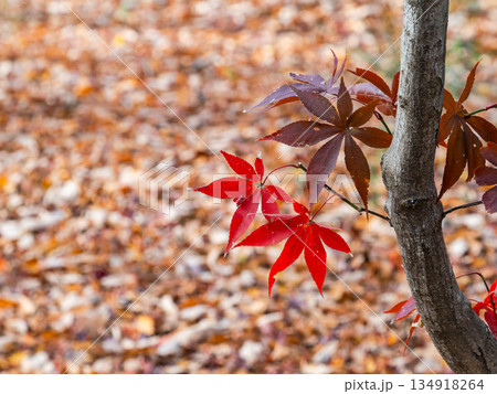 秋晴れに映える鮮やかに色づいた紅葉 秋晴れに映える鮮やかに色づいた紅葉 134918264