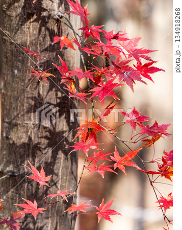 秋晴れに映える鮮やかに色づいた紅葉 134918268