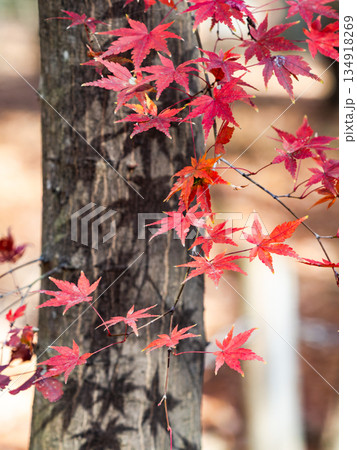 秋晴れに映える鮮やかに色づいた紅葉 秋晴れに映える鮮やかに色づいた紅葉 134918269