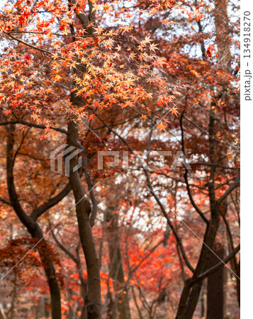 秋晴れに映える鮮やかに色づいた紅葉 秋晴れに映える鮮やかに色づいた紅葉 134918270