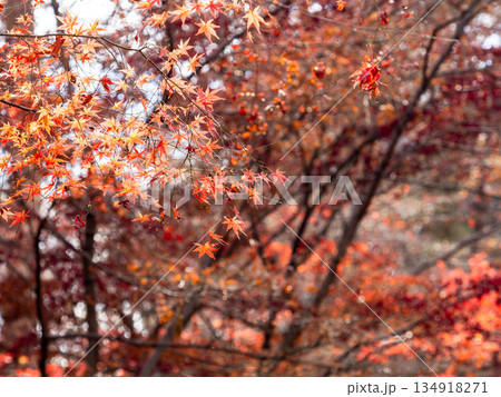 秋晴れに映える鮮やかに色づいた紅葉 134918271