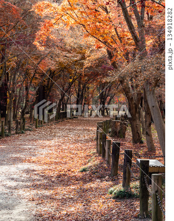 秋晴れに映える鮮やかに色づいた紅葉 134918282