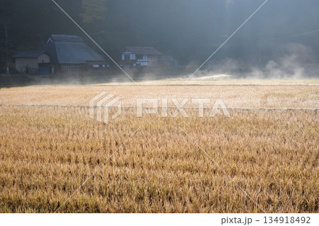 芸北細見地区朝の田んぼの景色 芸北細見地区朝の田んぼの景色 134918492
