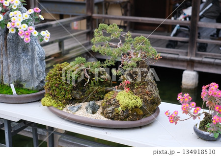 三景園の盆栽展示 134918510