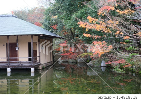 三景園の池にはりだした紅葉 三景園の池にはりだした紅葉 134918518