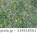 草 芝生 芝 134918561