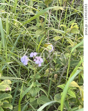 草 芝生 芝 134918563