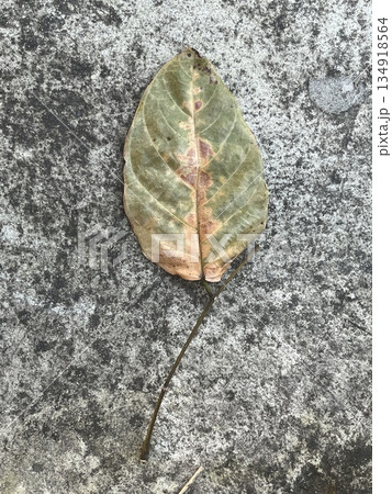 自然 天然 ナチュラル 134918564