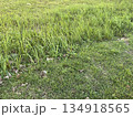 草 芝生 芝 134918565