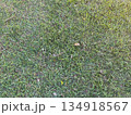 草 芝生 芝 134918567