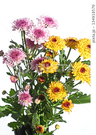 菊（スプレーマム） 134918570