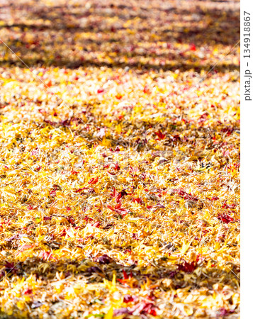 晩秋の美しい景色　一面の落葉の絨毯と鮮やかな紅葉 134918867
