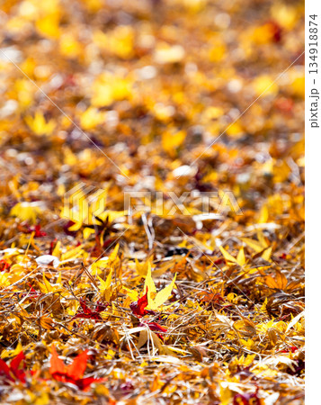 晩秋の美しい景色　一面の落葉の絨毯と鮮やかな紅葉 134918874