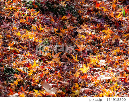 晩秋の美しい景色　一面の落葉の絨毯と鮮やかな紅葉 134918890