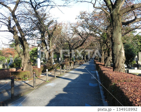 秋の青山霊園（外人墓地付近の中央通り） 134918992