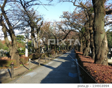 秋の青山霊園(外人墓地付近の中央通り) 秋の青山霊園(外人墓地付近の中央通り) 134918994