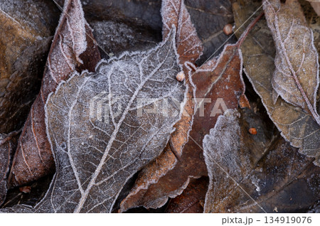 冬の朝に霜が降りた落ち葉と枯葉のクローズアップ 134919076