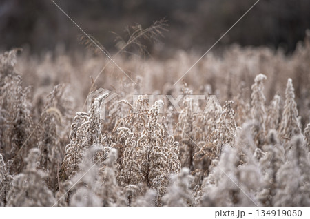 冬の野原に群生するセイタカアワダチソウの綿毛と枯れ色 134919080