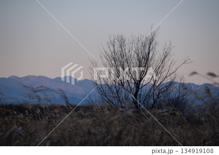 冬の夜明けに秩父連山を望む河川敷の木立とススキの風景 冬の夜明けに秩父連山を望む河川敷の木立とススキの風景 134919108