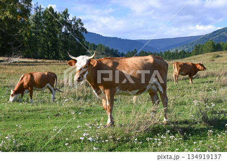 A herd of cows on free grazing in ecologically clean mountainous areas A herd of cows on free grazing in ecologically clean mountainous areas 134919137