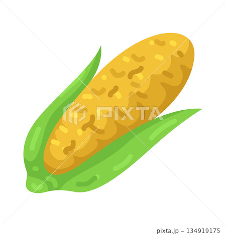 Illustration of corn Illustration of corn 134919175
