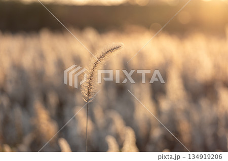 夕日の光に透ける枯れたエノコログサと黄金色の冬の野原 134919206