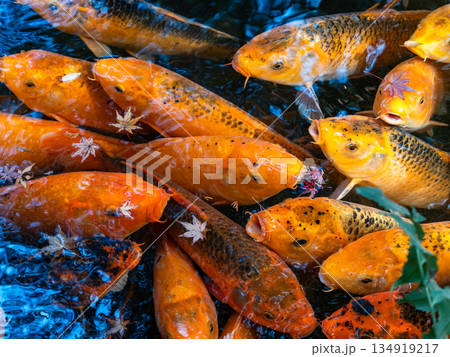 清らかな池に群れる美しい錦鯉 134919217