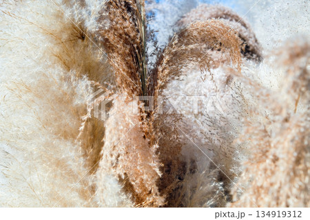 Field Grass Blowing in the Wind  134919312